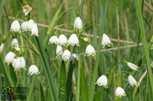 Leucojum aestivum